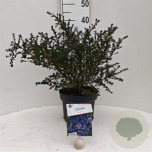Ceanothus 'Julia Phelps' 30-40 cm 5,0L struik
