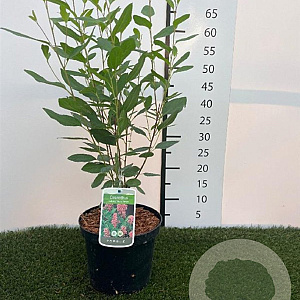 Ceanothus pallidus 'Marie Simon' 40-60 cm 3,0L