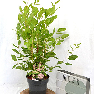 Ceanothus pallidus 'Marie Simon' 40-60 cm 3,0L