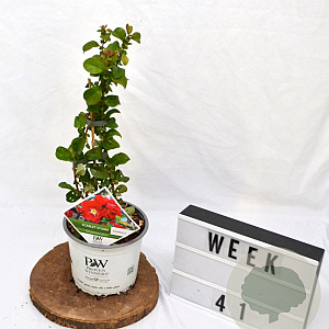 Chaenomeles spec. 'Scarlet Storm' 40-60 cm 3,0L