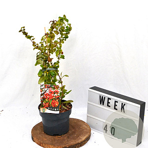 Chaenomeles sup. 'Crimson and Gold' 30-40 cm 2,0L