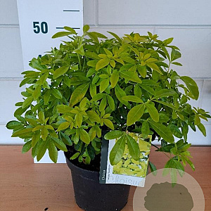 Choisya t. 'Lich' 30-40 cm 5,0L