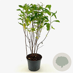 Clethra alnifolia 30-40 cm 3,0L