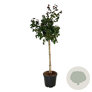 Corylus 'Red Majestic' 90 cm stam cont. 55L extra