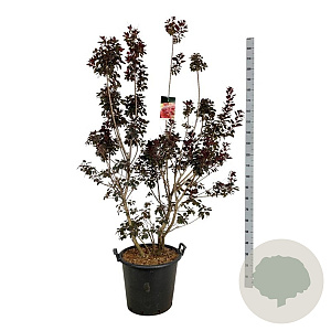 Cotinus cog. 'Royal Purple' 170-200 cm cont. 55L extra
