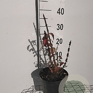 Euonymus alatus 30-40 cm 3,0L