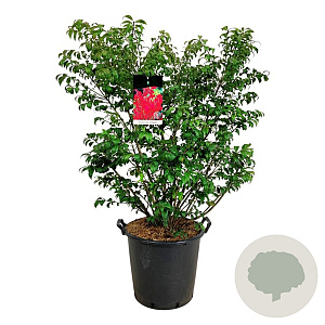 Euonymus alat. 'Compactus' 80-100 cm 30L extra