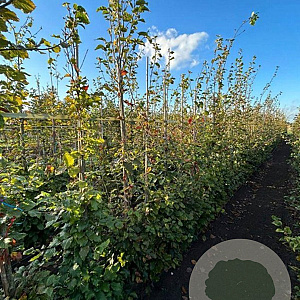 Fagus sylvatica 12-14 cm volle grond geveerd