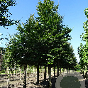 Fagus sylvatica 45-50 HO volle grond