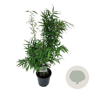 Fargesia robusta 'Wenchuan' 60-80 cm 6L