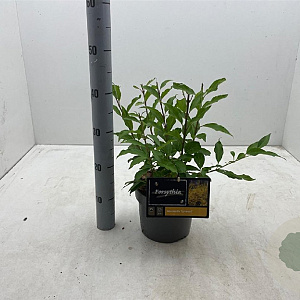 Forsythia int. 'Lynwood' 30-40 cm 3,0L