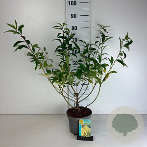 Forsythia int. 'Lynwood' 50-60 cm 35L