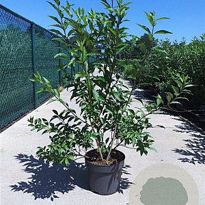 Forsythia int. 'Lynwood' 100-125 cm 10L