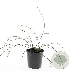 Genista lydia GM C1.3