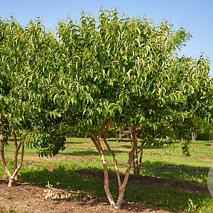 Heptacodium miconioides 250-300 cm volle grond meerstammig
