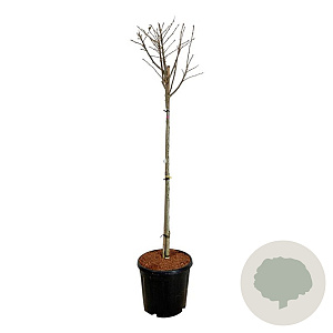 Hibiscus syr. 'Hamabo' 90 cm stam 15L