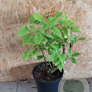 Hydrangea a. 'Annabelle' 40-60 cm 3,0L