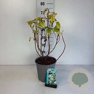 Hydrangea a. 'Annabelle' 60-80 cm cont. 65L