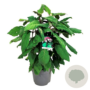 Hydrangea asp. 'Macrophylla' 60-80 cm 15L