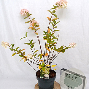 Hydrangea pan. 'Grandiflora' 40-50 cm 5,0L