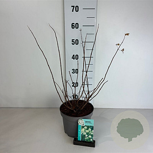 Hydrangea pan. 'Grandiflora' 40-50 cm 35L