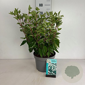 Hydrangea pan. 'Grandiflora' 50-60 cm 10L