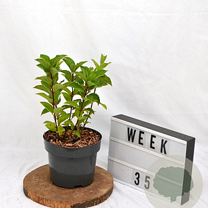 Hydrangea pan. Hercules 40-60 cm 3,0L