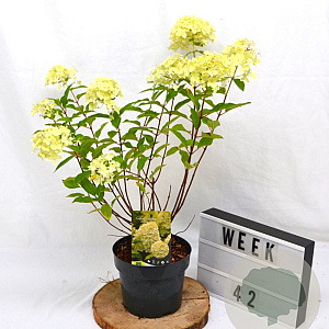 Hydrangea pan. 'Limelight' 40-60 cm 3,0L