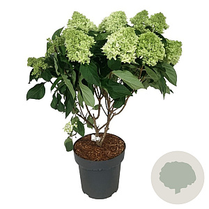 Hydrangea pan. Little Fresco 50-60 cm 15L