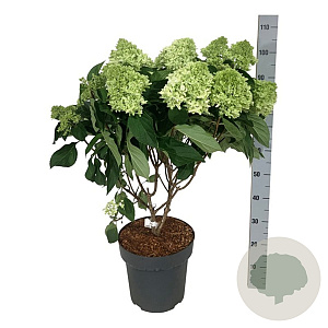 Hydrangea pan. Little Fresco 50-60 cm 15L
