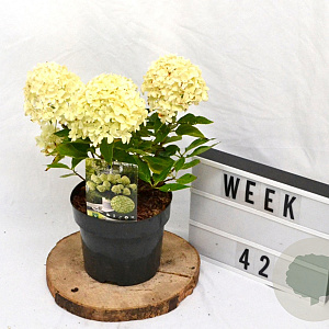 Hydrangea pan. Little Spooky 40-60 cm 3,0L