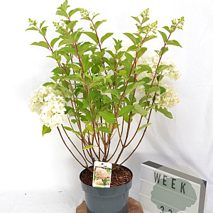 Hydrangea pan. 'Silver Dollar' 40-50 cm 5,0L