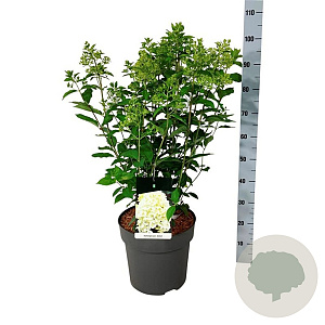 Hydrangea pan. Skyfall 60-80 cm 15L