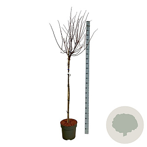 Hydrangea pan. Vanille-Fraise 120 cm stam 15L