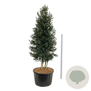 Ilex aquipernyi Dragon Lady 300-350 cm cont. 285L pir. op stam