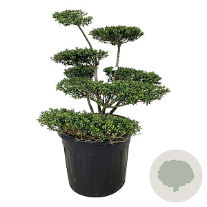 Ilex crenata 'Convexa' 60+ cm stam 5,0L 2jr.kroon