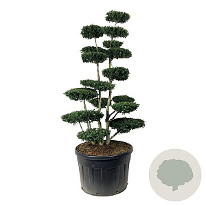 Ilex crenata 'Green Hedge' 175-200 cm cont. 230L bonsai