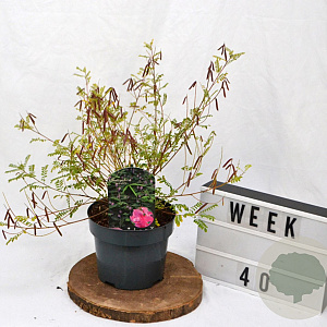 Indigofera heterantha 40-60 cm 3,0L