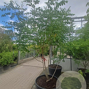 Koelreuteria paniculata 200-250 cm container meerstammig