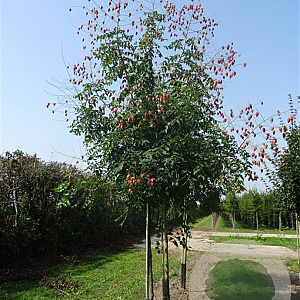 Koelreuteria paniculata 14-16 HO volle grond