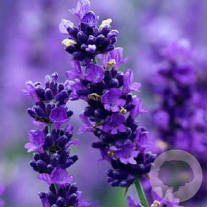 Lavandula ang. 'Imperial Gem' GM P9