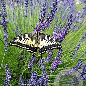 Lavandula int. Phenomenal GM P9