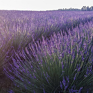 Lavandula int. Phenomenal GM P9