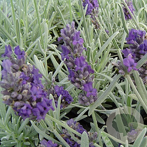 Lavandula 'Richard Gray' GM P9