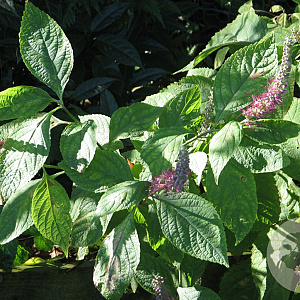 Leucosceptrum stellip. formosanum GM P9