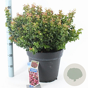 Leucothoe axillaris 'Curly Red' 40-50 cm 15L