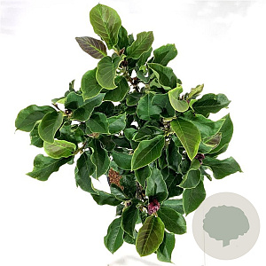 Magnolia 'Genie' 80 cm stam 15L
