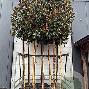 Magnolia grandiflora 12-14 HO container