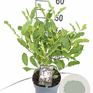 Magnolia stellata 40-50 cm 3,0L