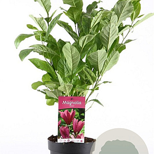 Magnolia 'Susan' 40-50 cm 3,0L